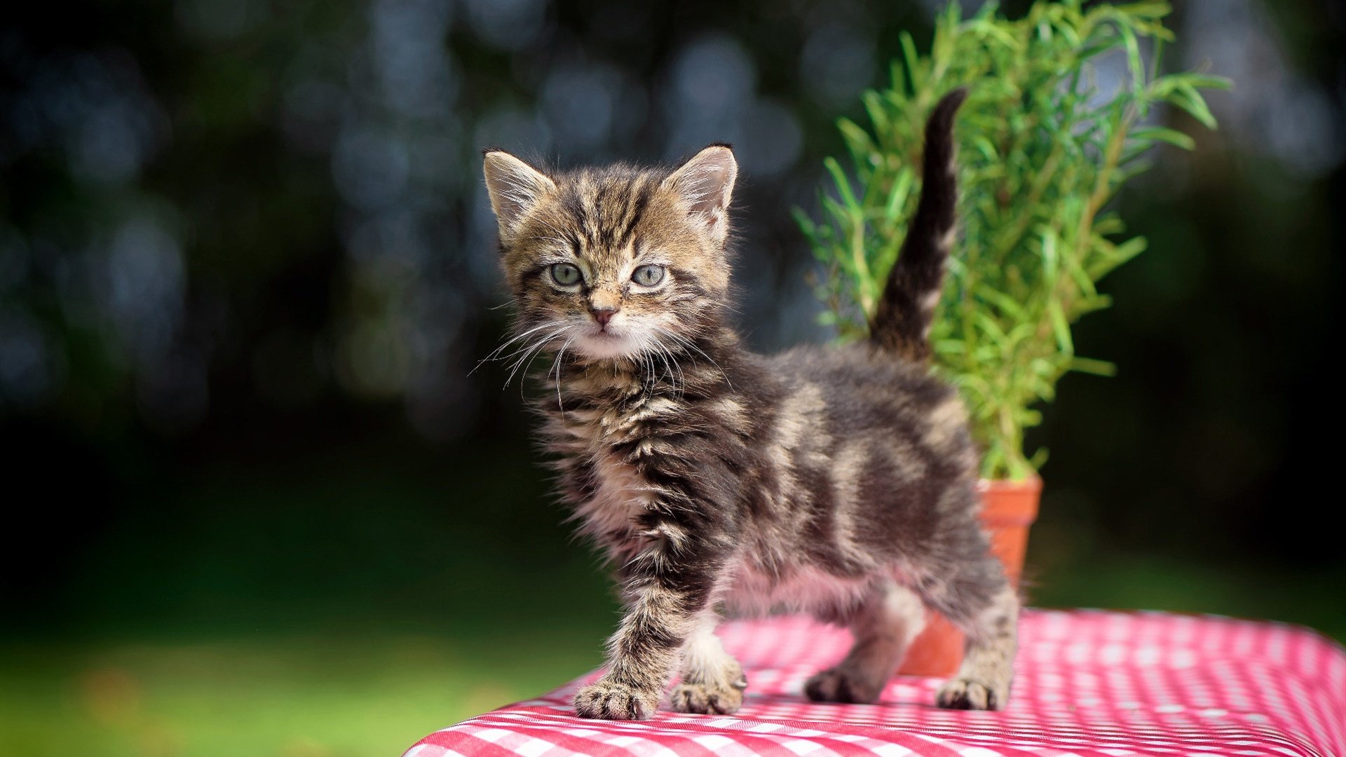 体育赛事品牌推广新模式，体育赛事品牌打造