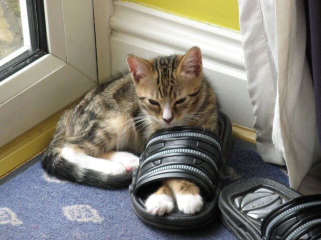 意甲球队使用深度视觉追踪优化中路组织者的控球区域