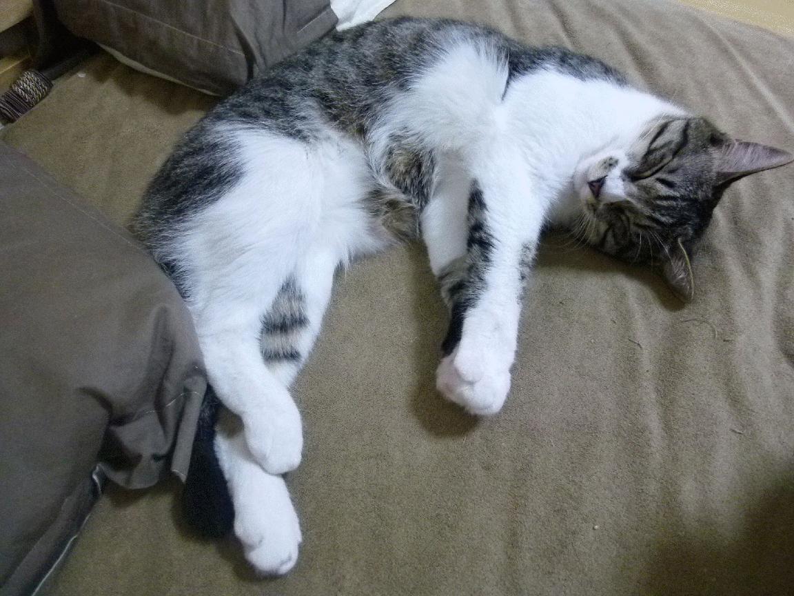 乐鱼体育app下载地址-CBA联赛裁判判罚公正，cba联赛裁判判罚公正吗