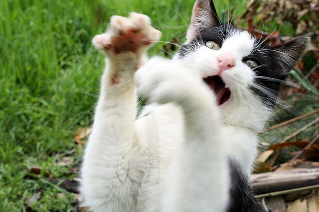 中国足球文化传承与创新难题，中国足球文化传承与创新难题研究