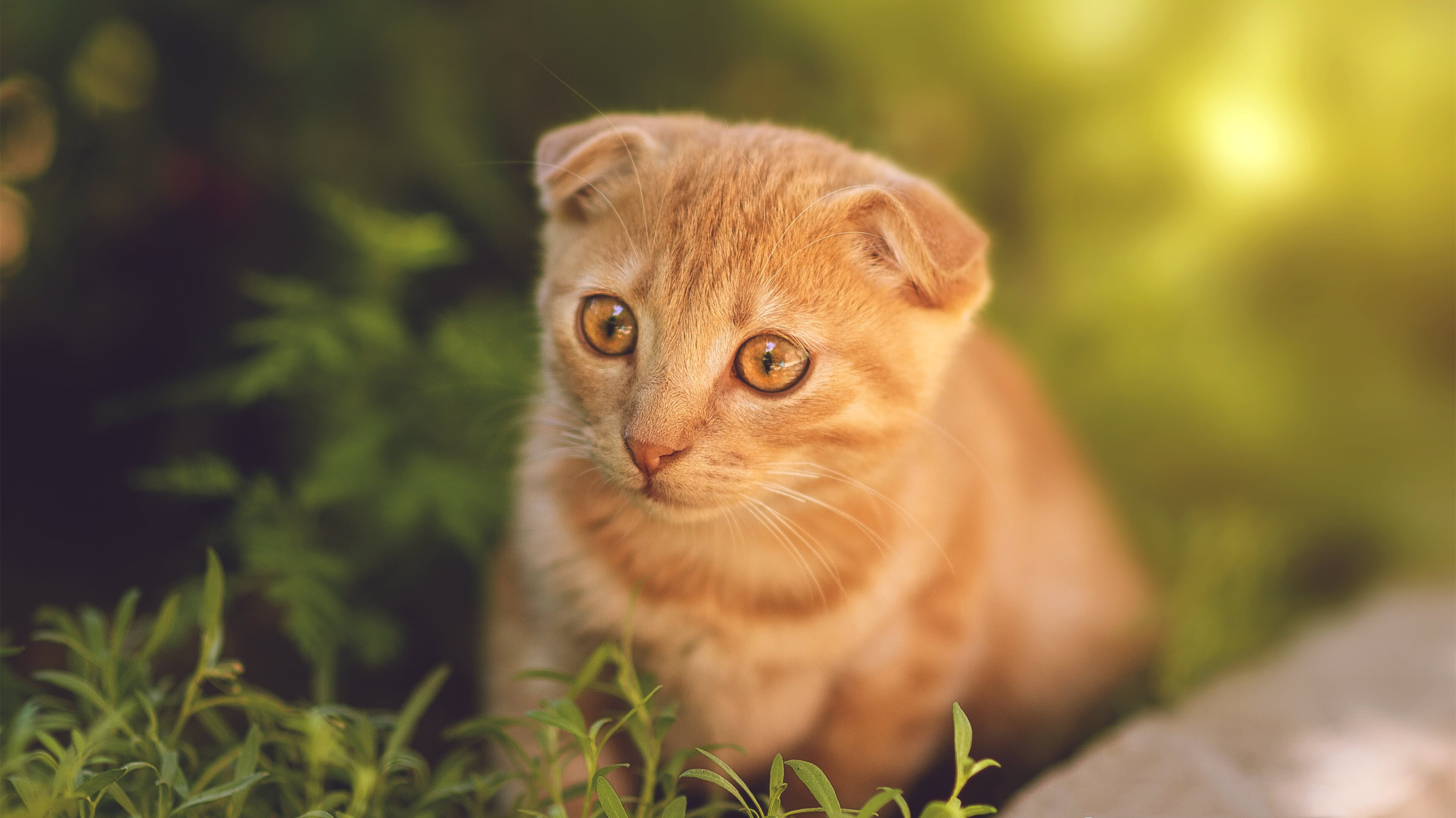 乐鱼体育入口-中国香港队赛制透视：如何通过团体配合打破单打局限，香港队伍